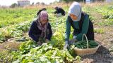 Çubuk turşusu 45 çeşidiyle dünya lezzetleri arasında