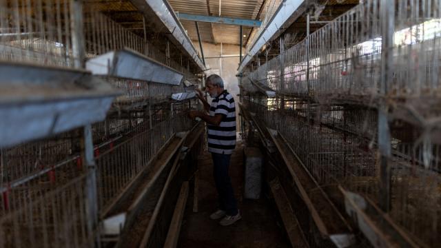 Gazze'de yıkılan tavuk çiftliği malzeme yetersizliği nedeniyle atıl durumda