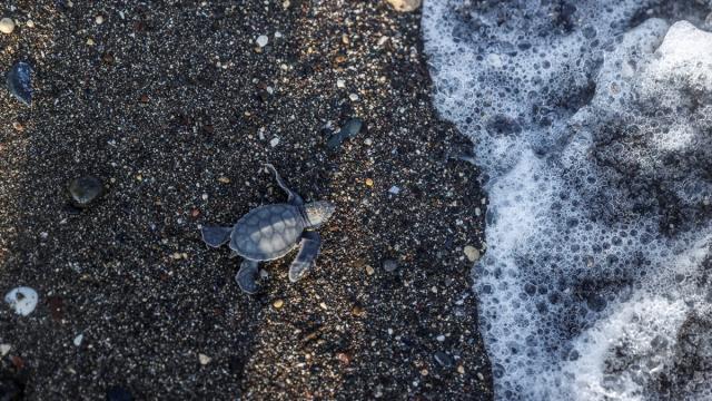 Mersin'de deniz kaplumbağası yavruları mavi sularla buluşuyor