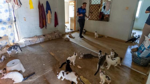 Kötü kokunun kaynağı çöp değil, 100 kedi çıktı haber görseli