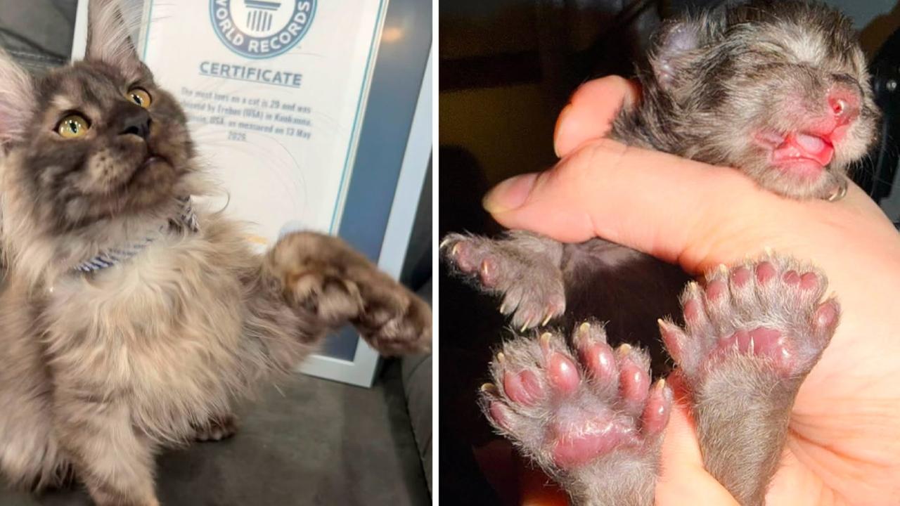 29 parmaklı kedi en çok parmağa sahip kedi rekorunu kırdı