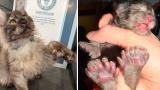 29 parmaklı kedi en çok parmağa sahip kedi rekorunu kırdı