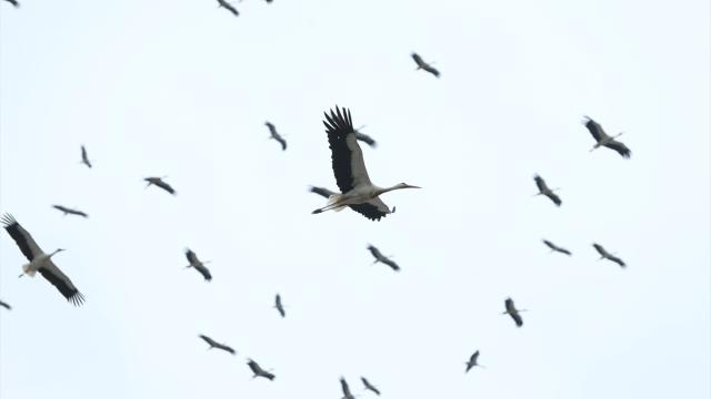 Göç eden leylekler Hatay semalarında görüntülendi