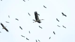 Göç eden leylekler Hatay semalarında görüntülendi