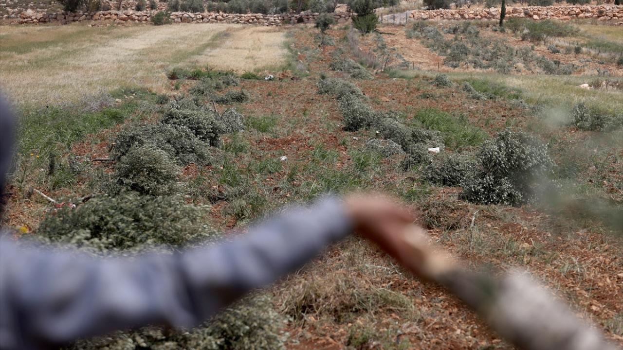 “Yerleşimciler bize rahatsızlık veriyor, işgal ordusu da onları koruyor”