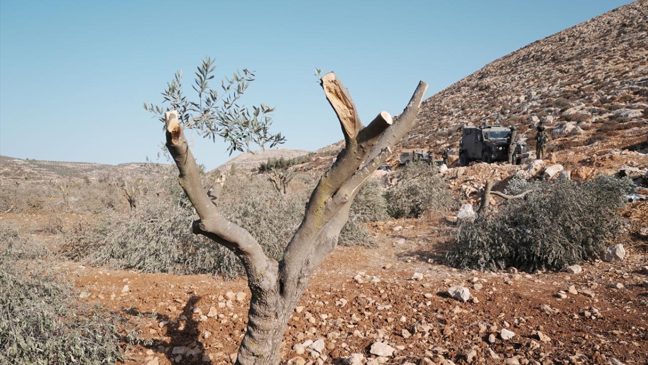 Zeytin hasadı yaklaşırken artan tedirginlik