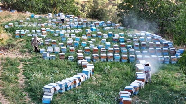 Arıcıların yüzünü yağışlar güldürdü: 500 ton bal bekleniyor