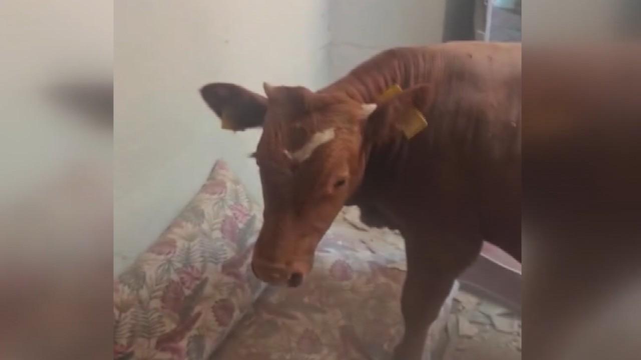 Çatıdan eve boğa düştü