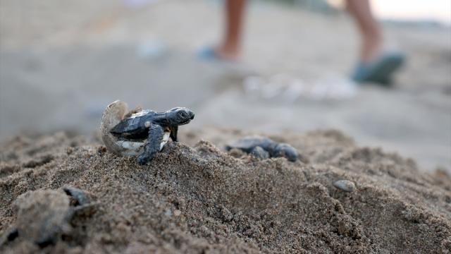 Antalya'nın Kızılot sahilinde 1600 yuvadan 40 bin caretta caretta denizle buluştu