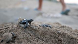 Antalya'nın Kızılot sahilinde 1600 yuvadan 40 bin caretta caretta denizle buluştu