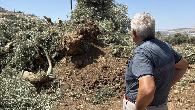 İşgalci İsrail, Cenin'deki Filistinlilerin geçim kaynağı ağaçları söküyor