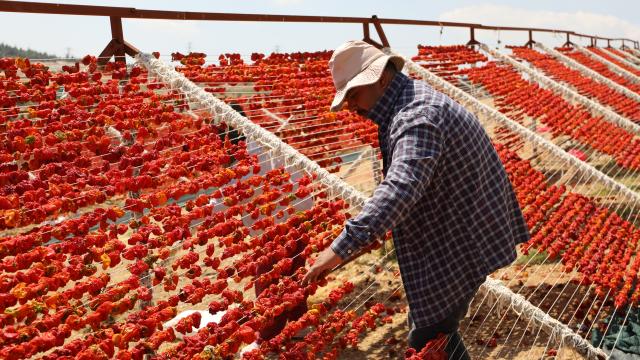 Gaziantep'te yüksek tepelerde kurutmalıklar renk cümbüşü oluşturdu