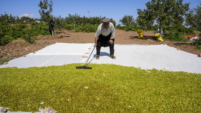 Adıyaman'da "Peygamber üzümü" hasadı başladı