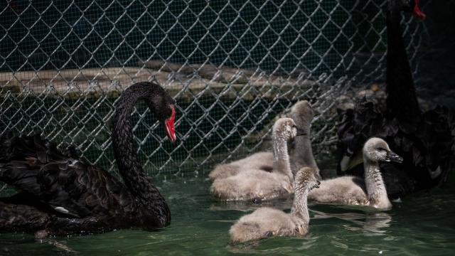 Kuğulu Park'ın yavru kuğuları özel besleniyor