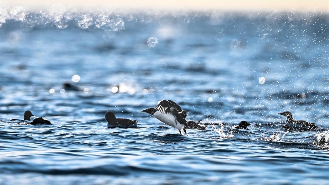 Seferdeki gözlemler çevre koruma kurallarına göre yapılıyor