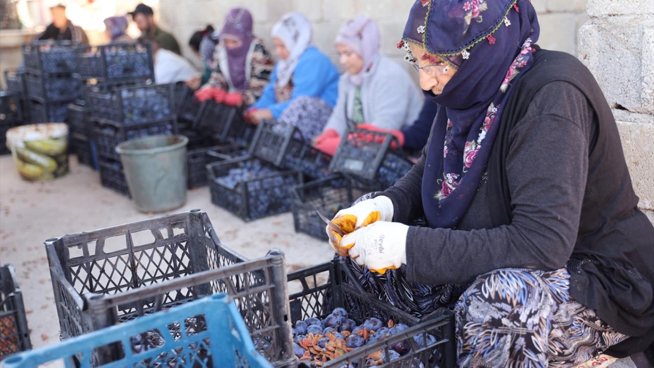 "Kuru erik ihracatını markalaştırarak ilerletmek istiyoruz"