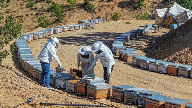 Mevsimsel yağışlar, zengin floraya sahip Lice'de bal verimini katladı