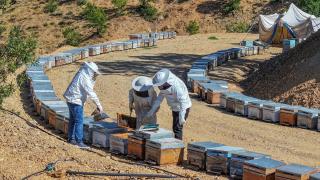 Mevsimsel yağışlar, zengin floraya sahip Lice'de bal verimini katladı