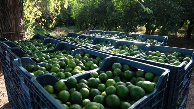 Coğrafi işaretli yeşil Bodrum mandalinasının hasadı sürüyor