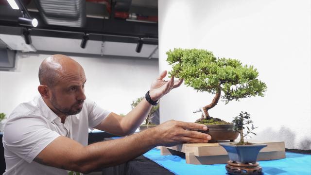 Saksılarda yetişen ağaçları sabırla sanat eserine dönüştürüyorlar