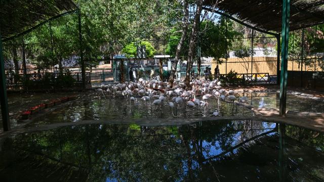 Gaziantep'te flamingo ailesi büyüyor