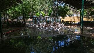 Gaziantep'te flamingo ailesi büyüyor