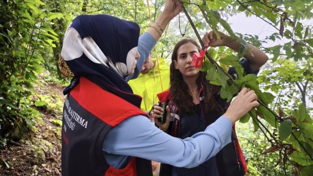 Kahverengi kokarcayla mücadelede samuray arısının salım yöntemlerinin etkisi araştırılacak