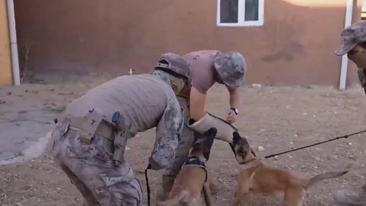 Operasyon köpekleri zorlu görevlerde polisin yanında