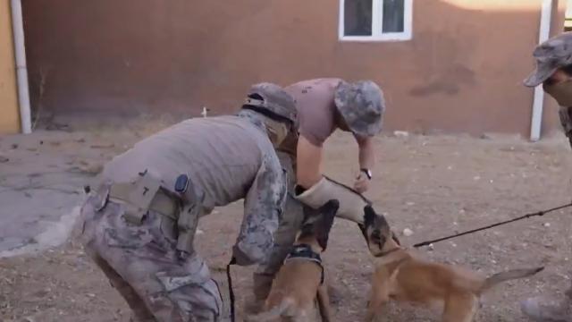 Operasyon köpekleri zorlu görevlerde polisin yanında