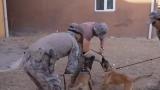 Operasyon köpekleri zorlu görevlerde polisin yanında