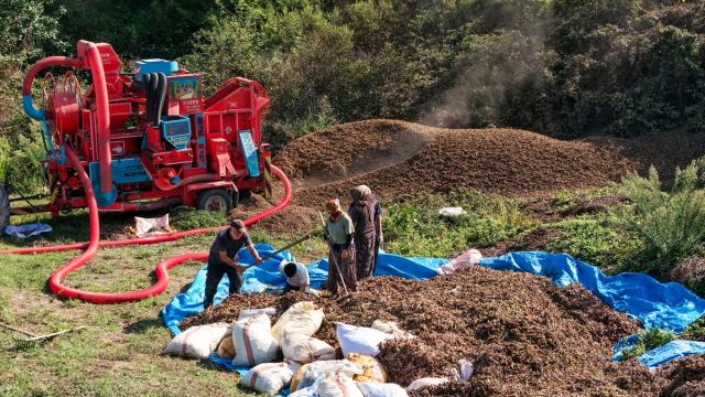 Sakarya'da fındık üreticilerinin patoz ve kurutma mesaisi