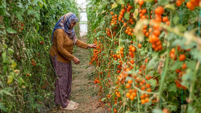 Antalya'nın Elmalı ilçesi modern sera yatırımlarının yeni gözdesi