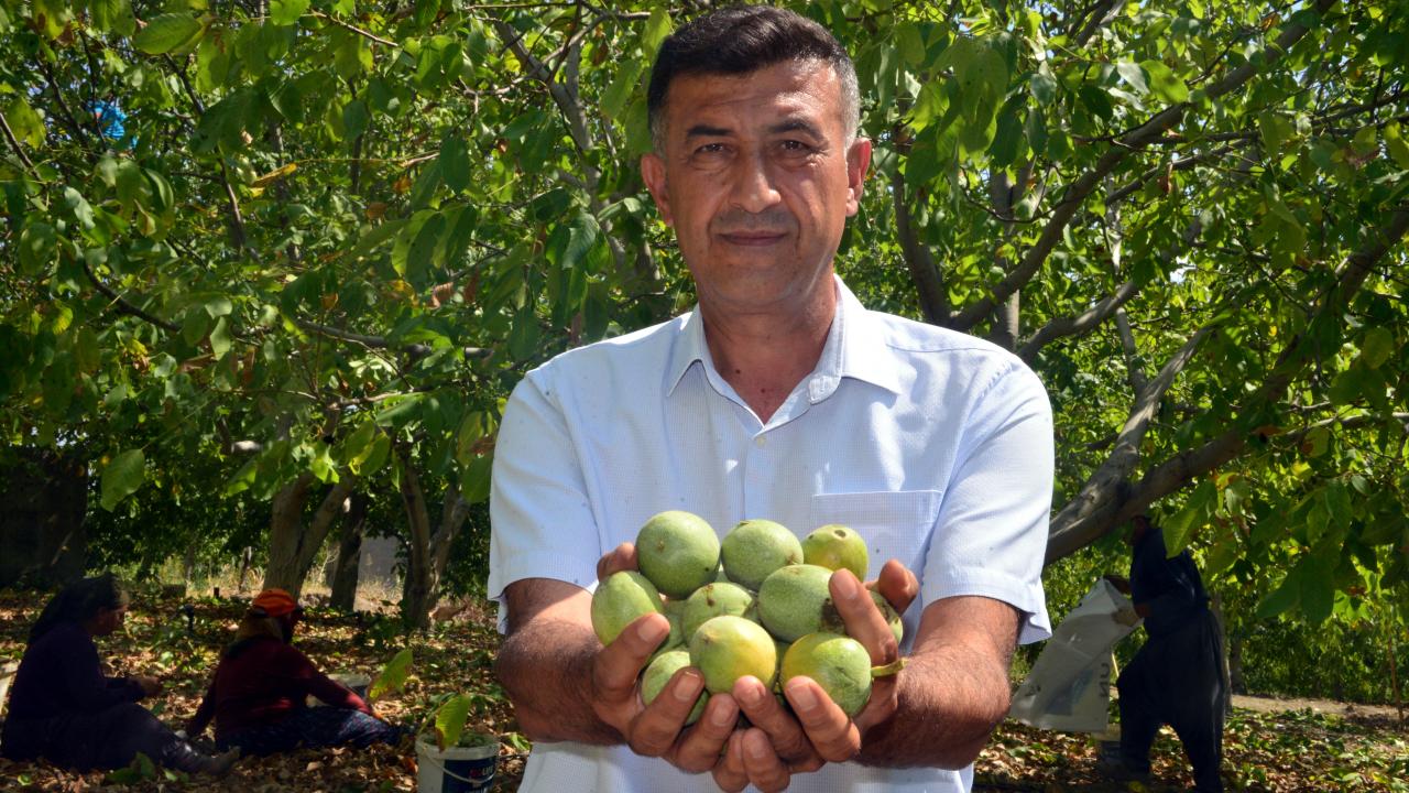 "Ceviz bu sene çok kaliteli"