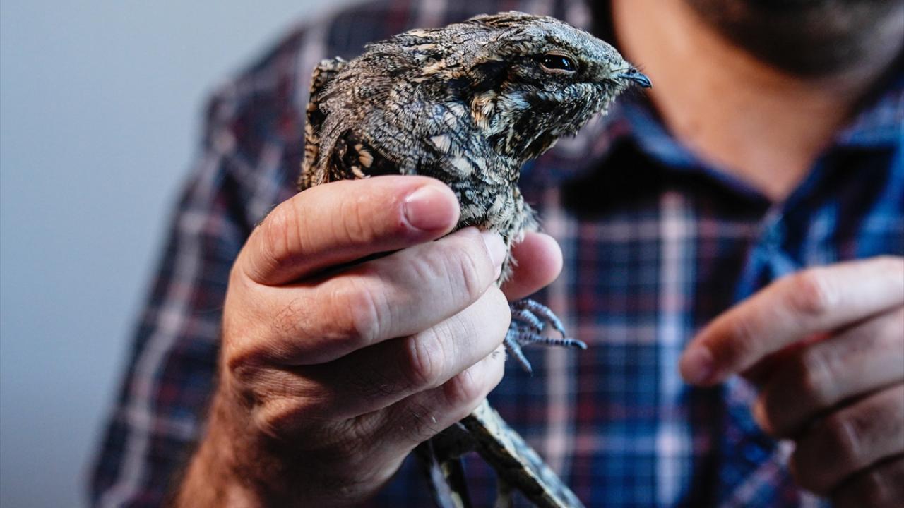 Bir kuşun halkası kıtalar arasındaki yolculuğu ortaya çıkarıyor