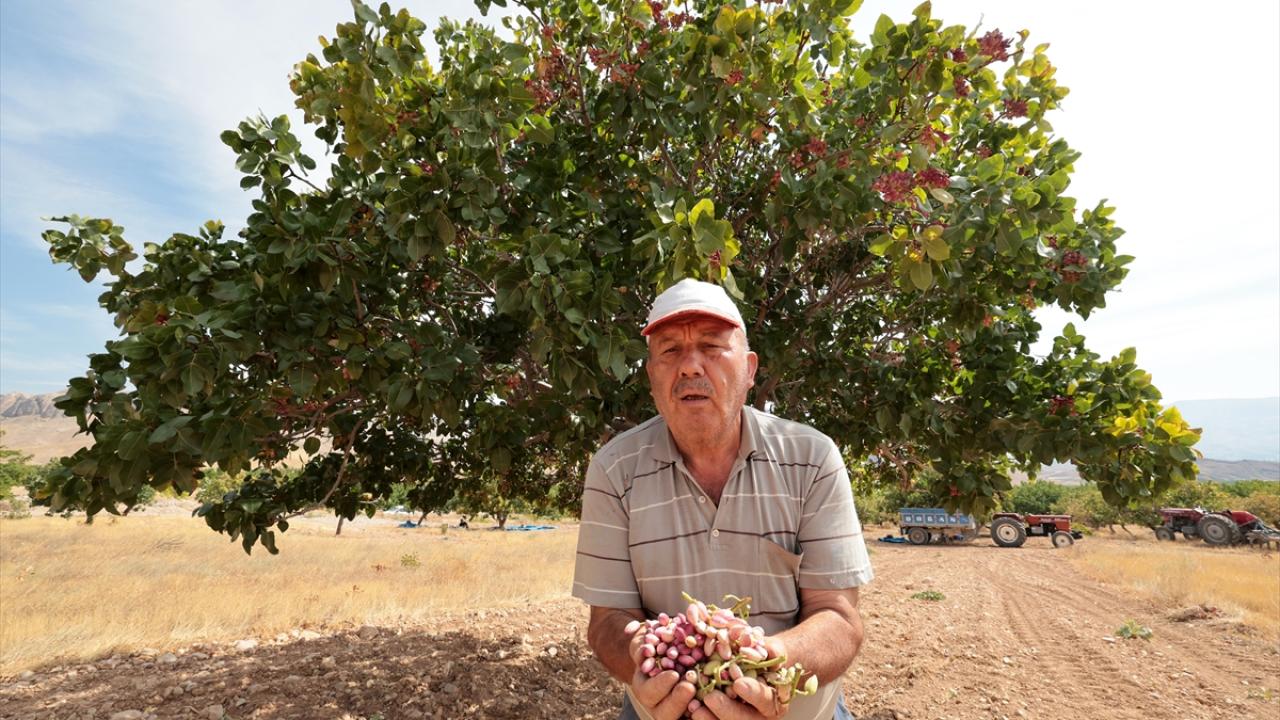 Hasat başladı
