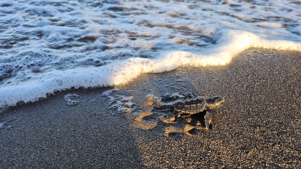 Bir caretta caretta sezonda 4-5 yuva yapabiliyor