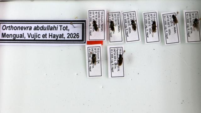 Keşfettiği çiçek sineği türüne 1998'de kaybettiği oğlunun adını verdi haber görseli