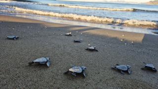 İztuzu'nda yaklaşık 30 bin caretta caretta yavrusu denize ulaştı