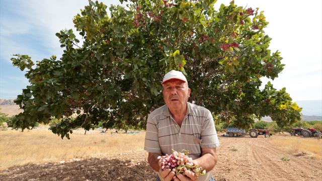 Malatya'da kayısıya alternatif olarak ekilen fıstık ağaçlarının hasadı başladı