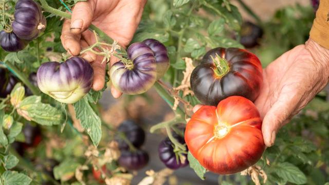 Antalya'da siyah domates üretimi yaygınlaşıyor