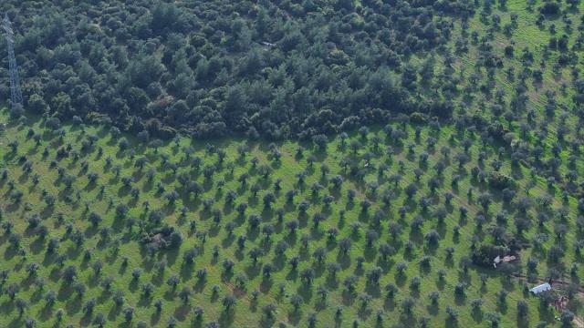 Antalya'da üretilen zeytinde yüksek rekolte bekleniyor