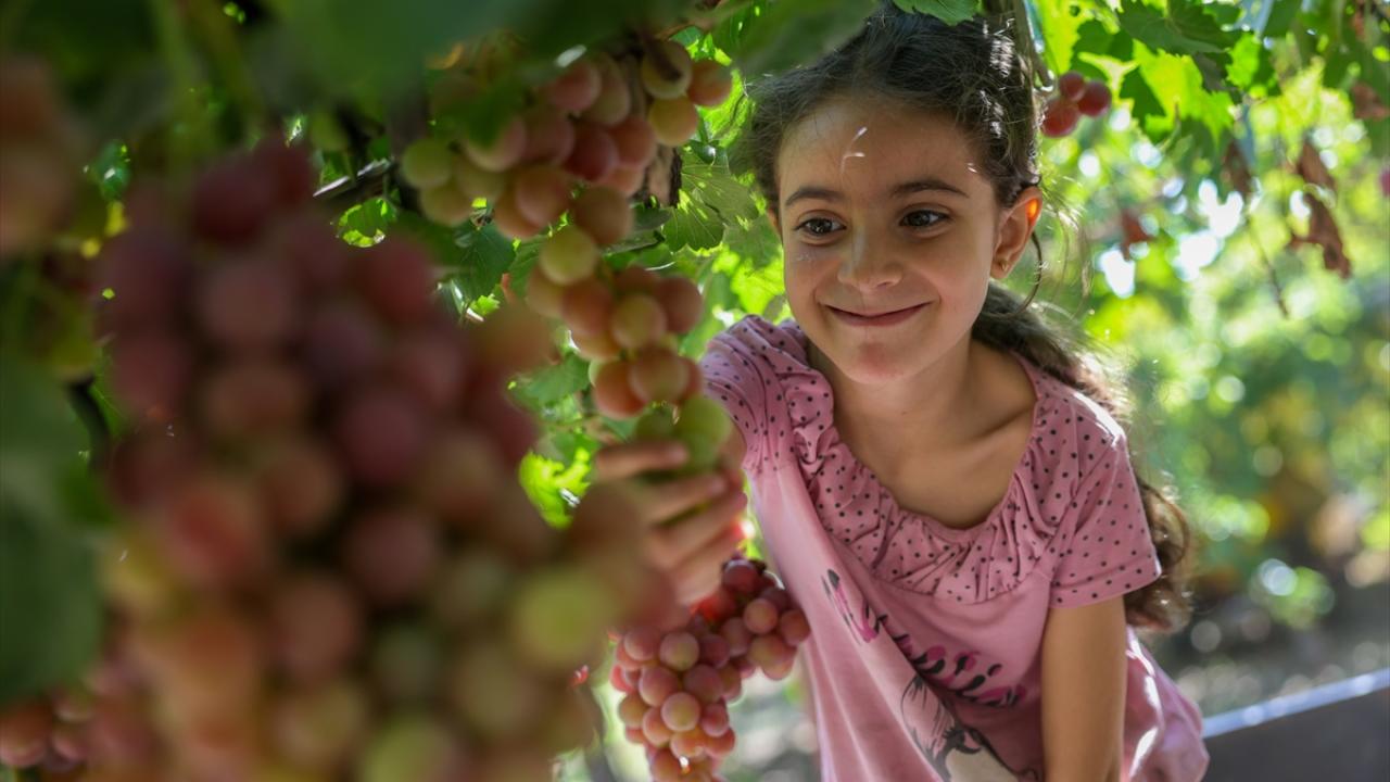 İsrail`in ihlalleri üzüm üretimini etkiliyor