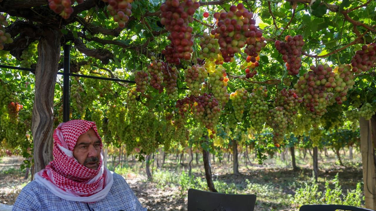 Arazilerine erişim sorunu bağları da etkiliyor