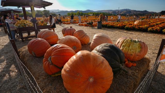 California'da sonbahar: Balkabağı sezonu ziyaretçilerini ağırlıyor