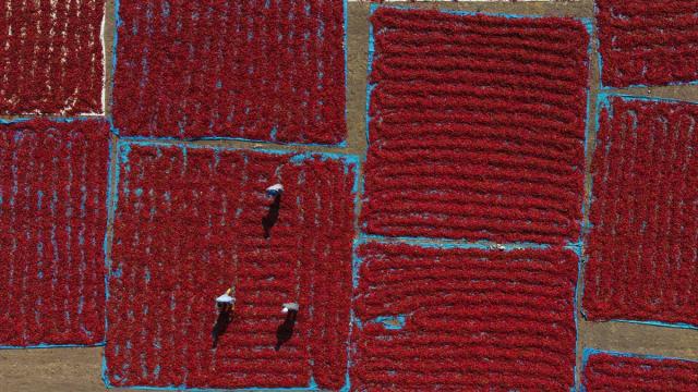 Kahramanmaraş'ın tescilli biberinde hasat mesaisi