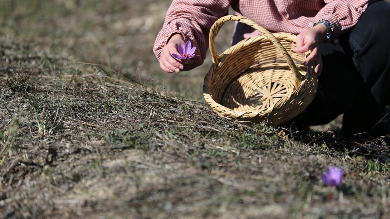 "Bütün misafirlerimizi tarlalarımıza bekliyoruz"