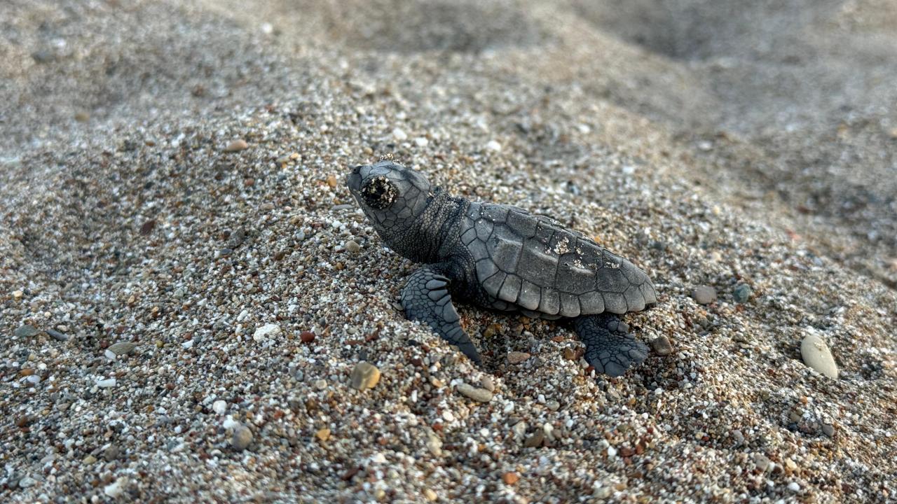 Antalya'da yaklaşık 200 bin caretta caretta yavrusu denizle buluştu
