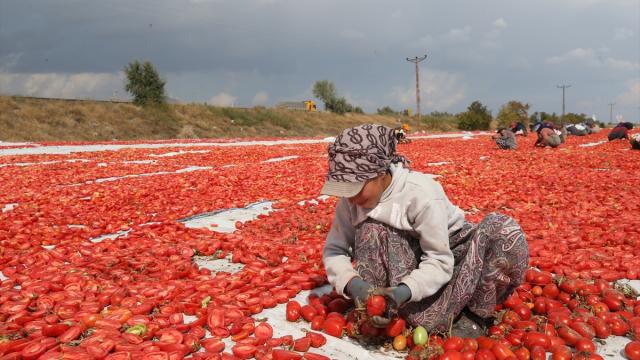 Erciyes'in eteklerinde yetiştirilip kurutulan domatesler yurt dışından talep görüyor