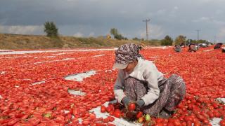 Erciyes'in eteklerinde yetiştirilip kurutulan domatesler yurt dışından talep görüyor