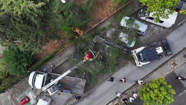 İzmir'de park halindeki 4 otomobilin üzerine ağaç devrildi